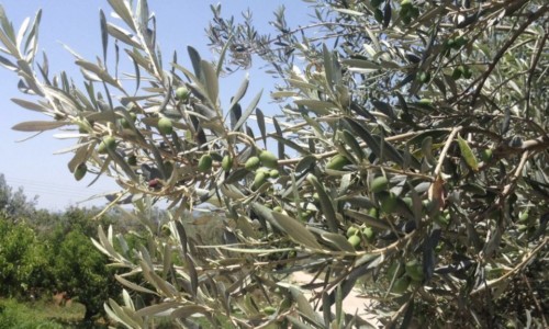 How to select the best olive oils