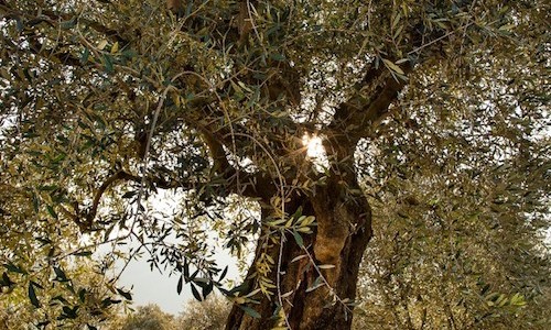 L’ABC dell’olio da olive