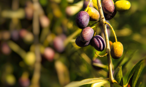 L’Olio da olive è tutta salute